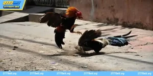 Sv388 Cockfight