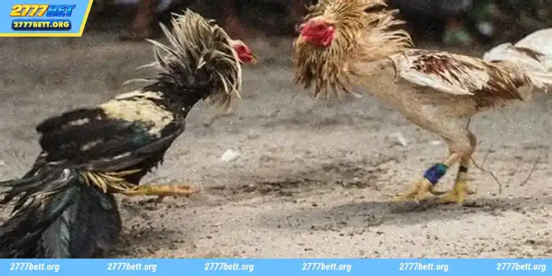 SV388 Cockfight is a very popular choice today due to its variety